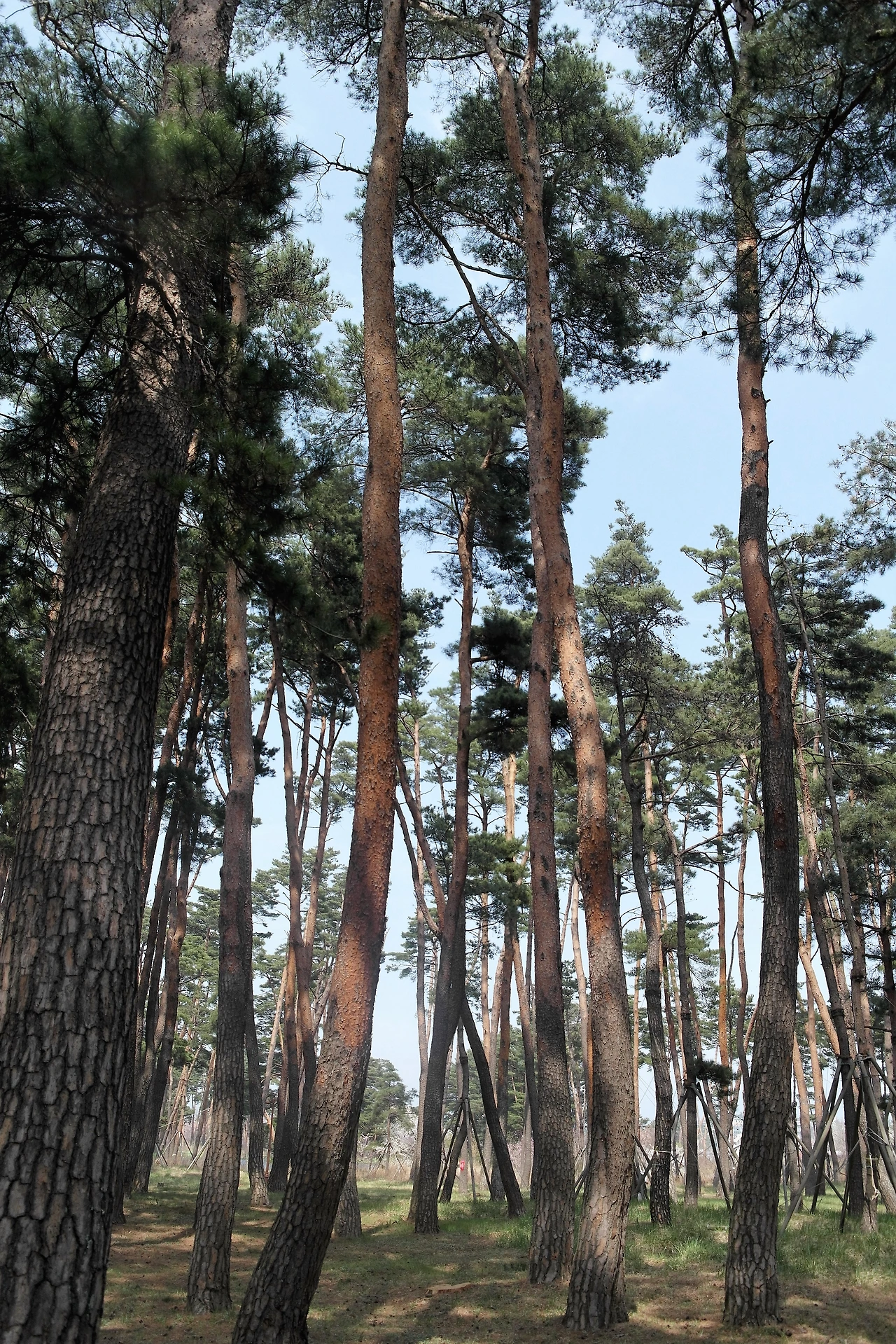 사진19-솔향 가득한 초당마을숲. 복잡한 마음을 정돈하기 좋다..JPG