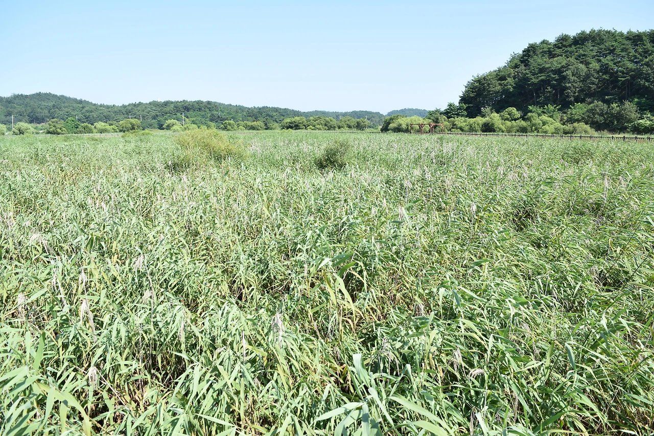 추가컷-거대한 갈대숲을 이룬 쌍호2.JPG