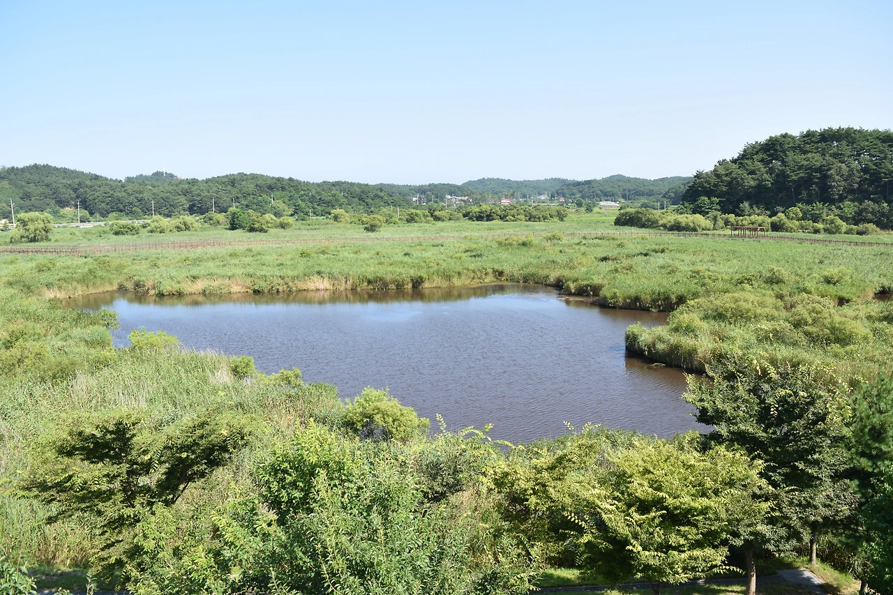 사진2-양양군 손양면 오산리에 위치한 쌍호. 동명천을 따라 들판 가운데에 위치하고 있다. 고종환 제공.JPG