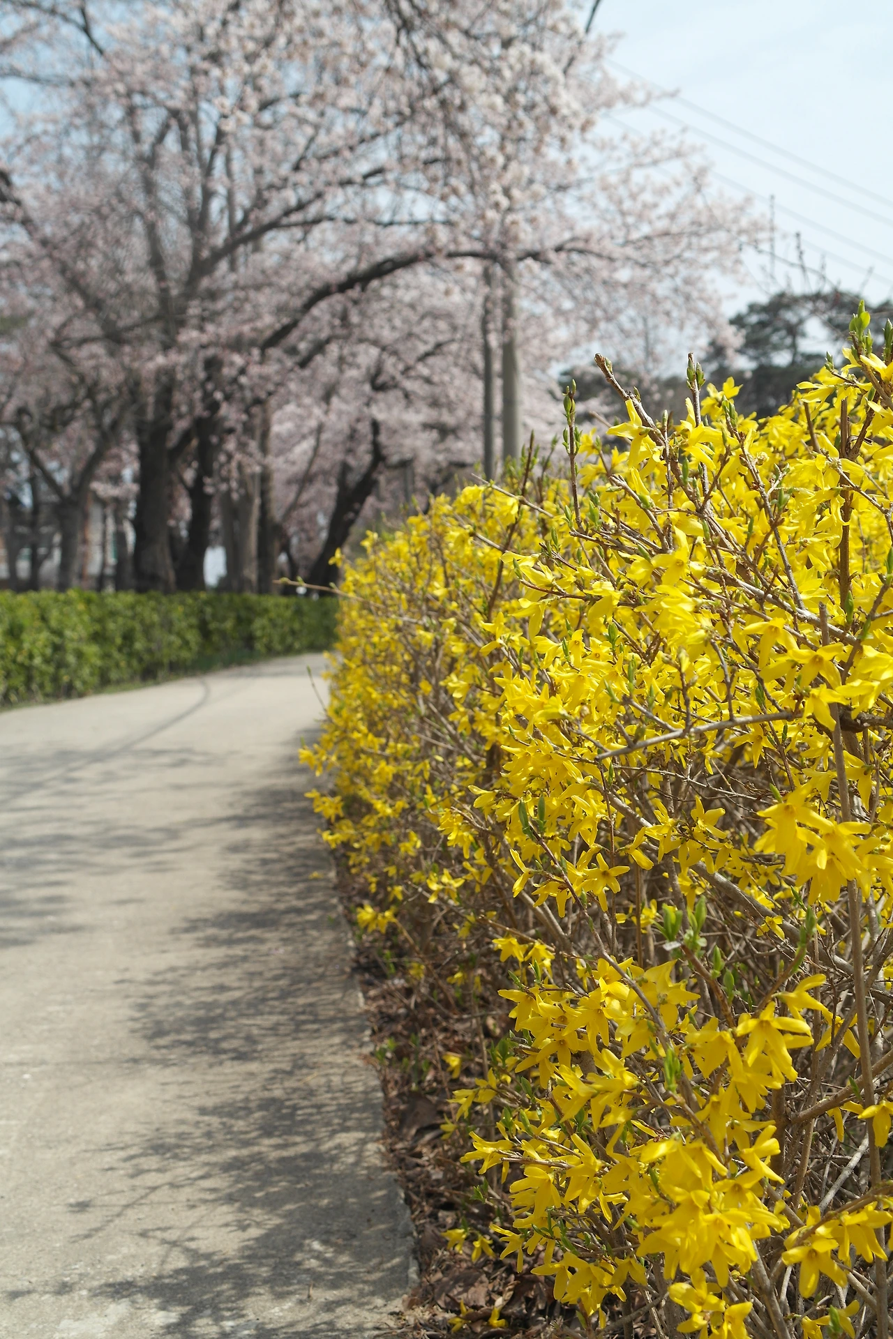 추가컷-허난설헌 생가터 봄길.JPG