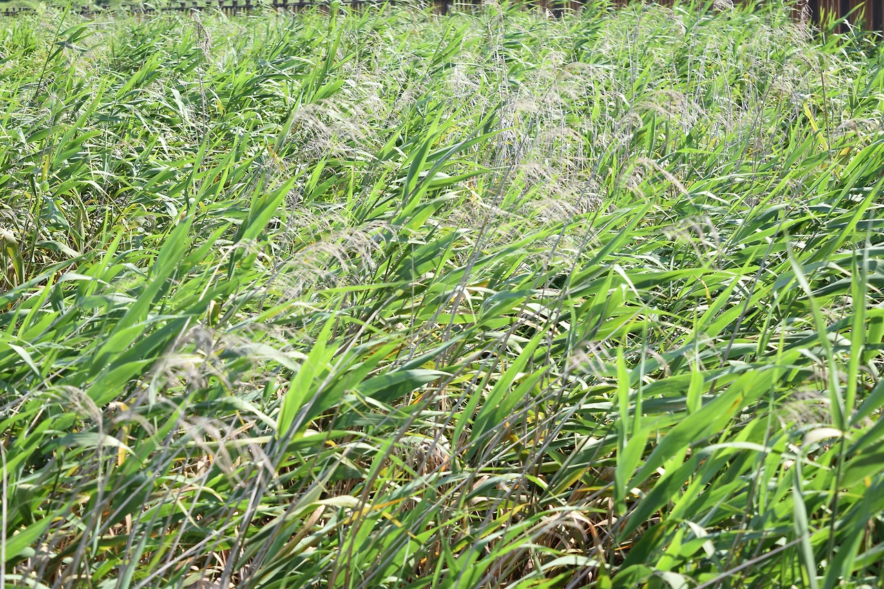 사진12-바람에 따라 흩날리는 갈대.-고종환 제공.JPG