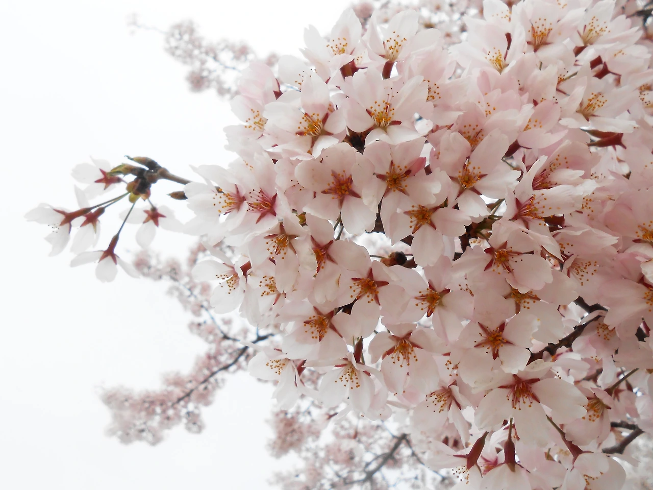 사진10-꽃 피는 때가 있듯, 사랑을 알아야 할 때가 있다..JPG
