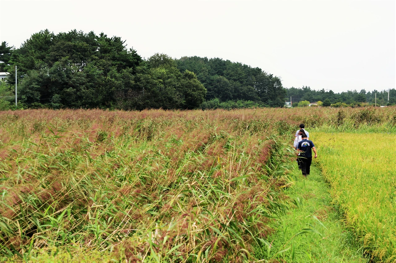 사진4-갈대 습지로 인한 육화 정도가 심한 선유담.-고종환 제공..JPG
