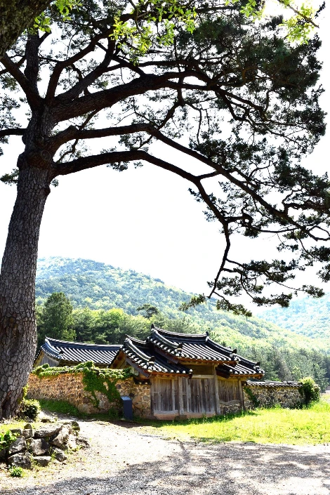 사진17-고종환 제공-고산사당은 매년 음력 6월 11일 기제사를 지낸다. 수령 300년된 해송이 그 옆을 지키고 있다..JPG