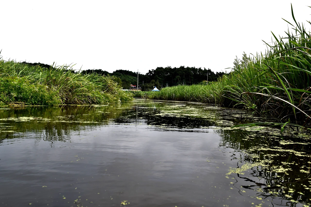 사진12-다양한 식물을 관찰할 수 있는 자연습지.고종환 제공.JPG