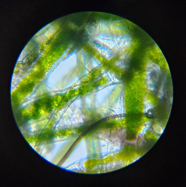 SE-f8692d8b-a57e-11f0-a279-cdeda29a2c1e.jpg?type=w1