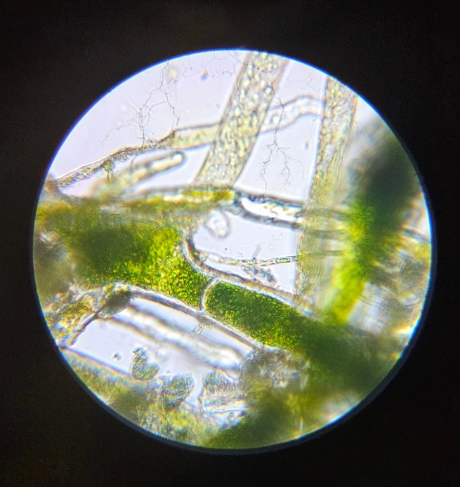 SE-f86a660d-a57e-11f0-a279-0f97a49f08f7.jpg?type=w1