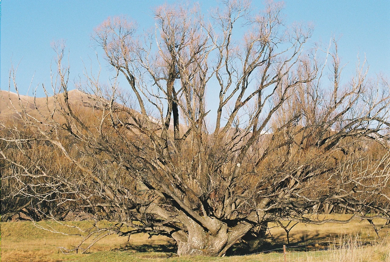 201906 글레노키_파라다이스 가는 길_겨울 나무.JPG