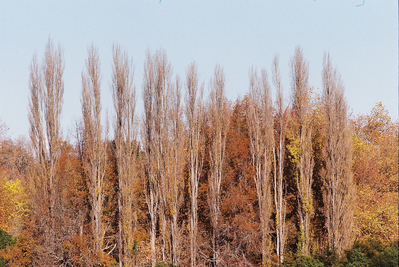 2021 케임브리지_나무들.JPG