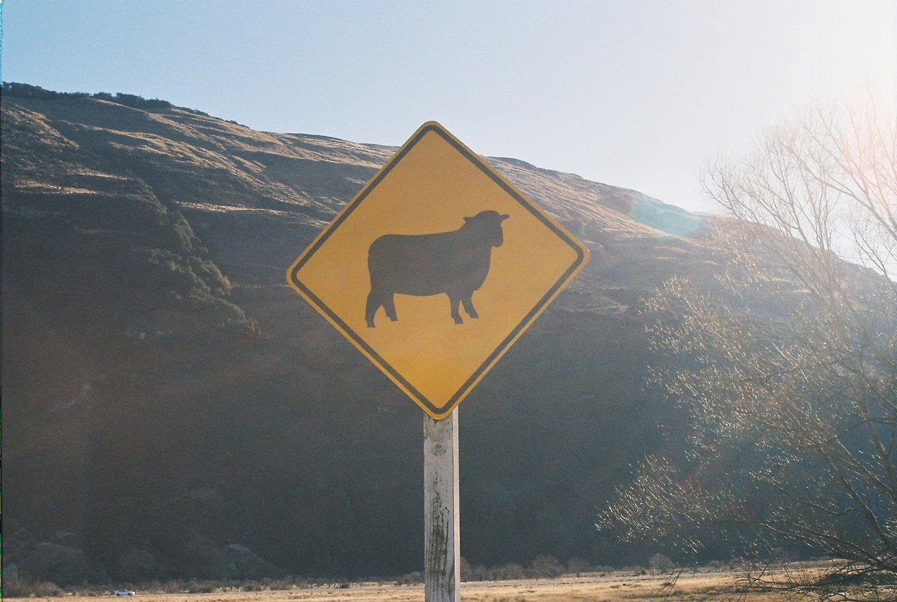 201906 글레노키_동물 양 표지판.JPG