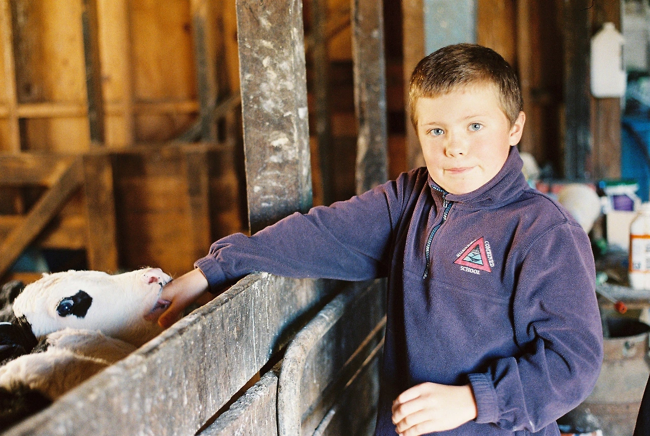 2020 시몬네 농장_애샤의 손가락을 빠는 송아지.JPG