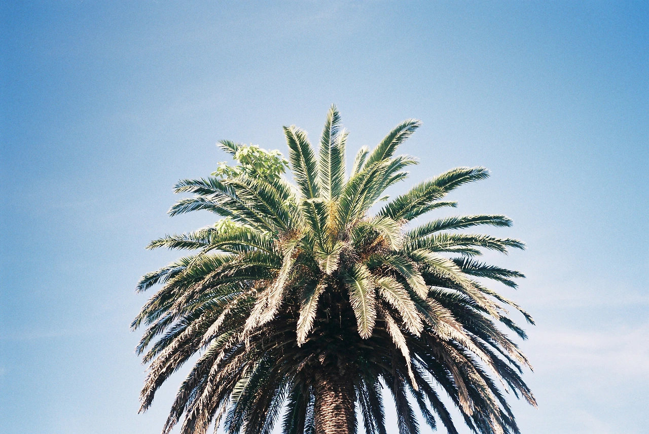 2018헌틀리 야자나무1.JPG