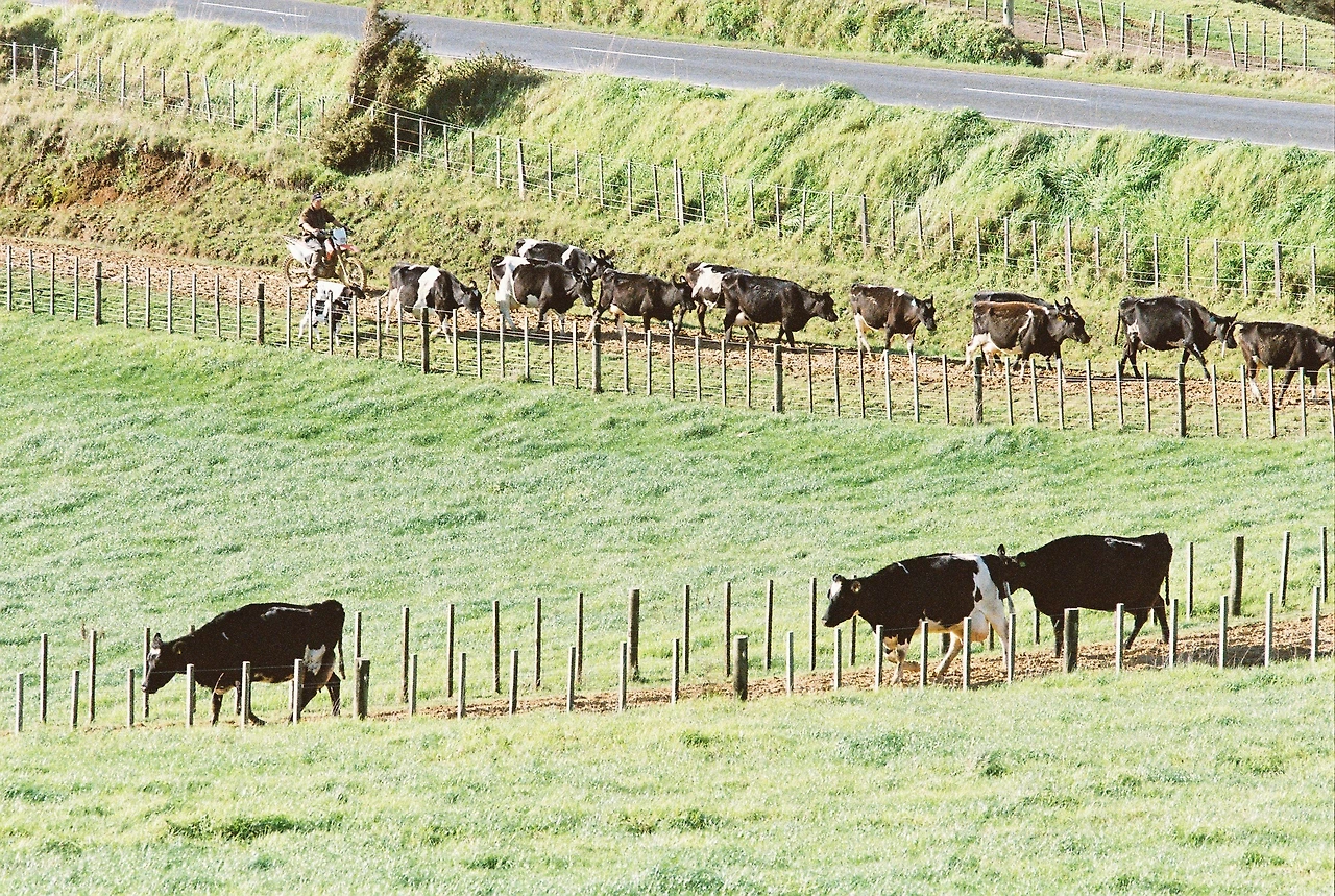 2020 시1몬네 농장_우유짜는 시간 걸어오는 소들.JPG
