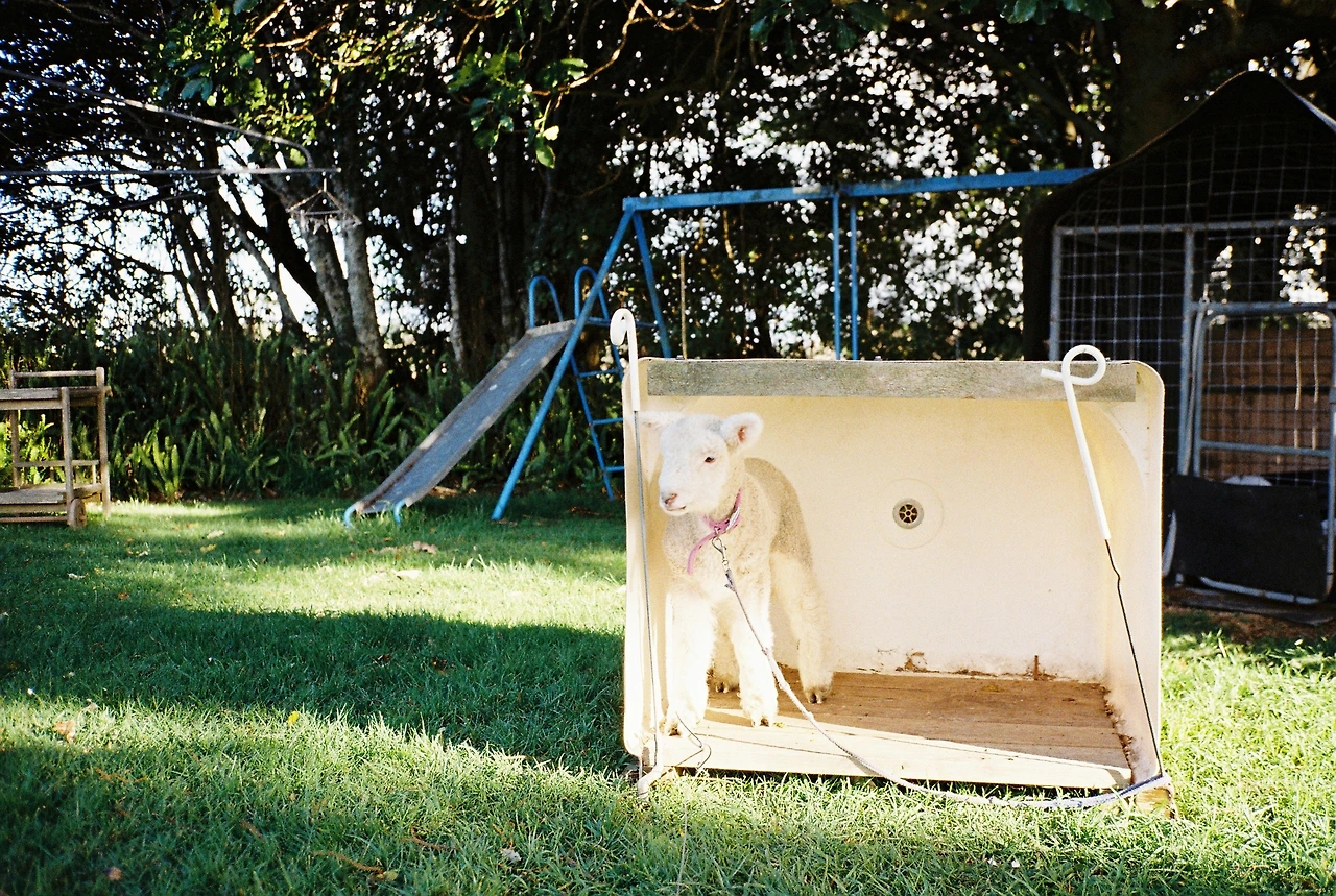 2020 헌틀리_시몬네 농장_알리아의 펫쉽_새끼 양.JPG