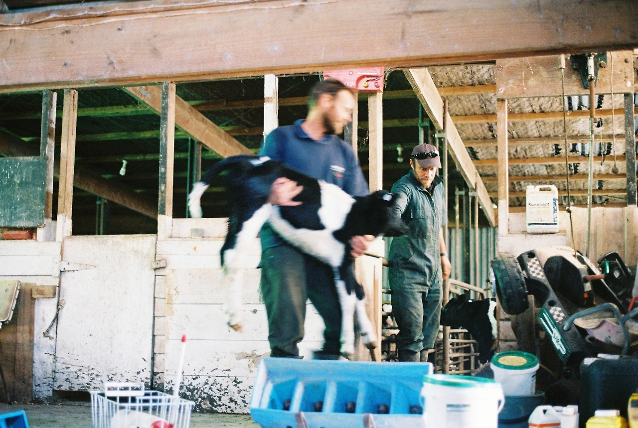 2022 새 송아지가 들어온 날_존과 마크 농장.JPG