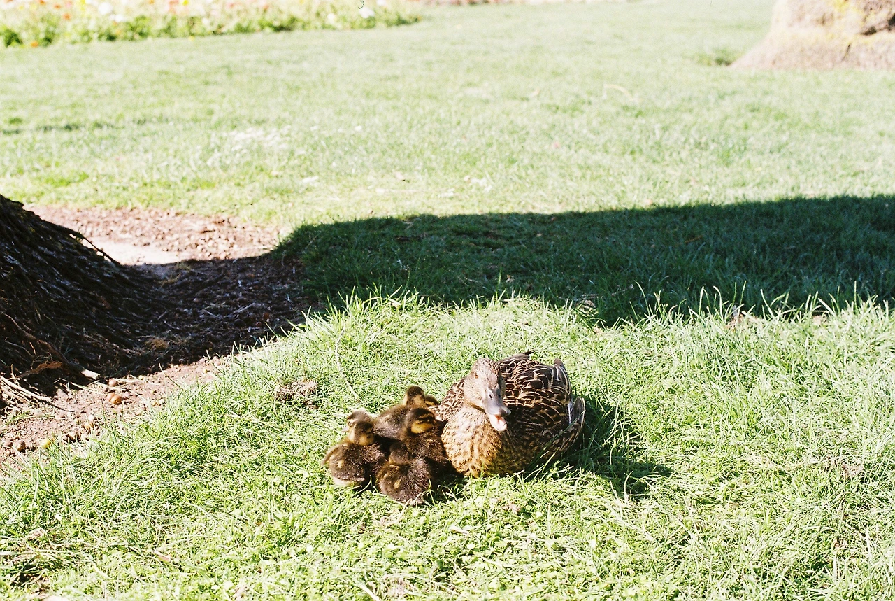 2020 파머스톤노스_어미 오리와 아기 오리.JPG