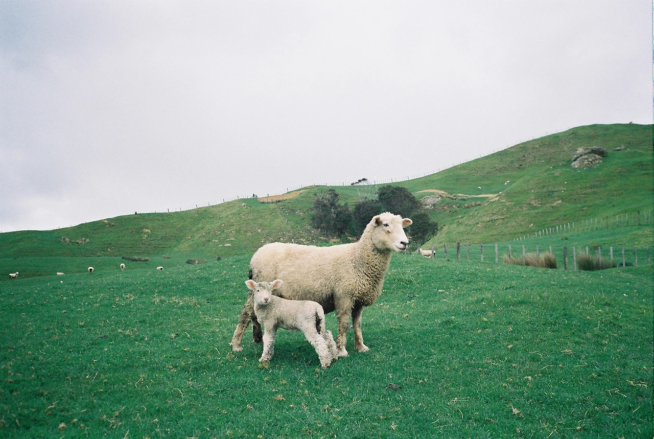 201908_헌틀리_양목장_엄마양과 새끼양2.JPG