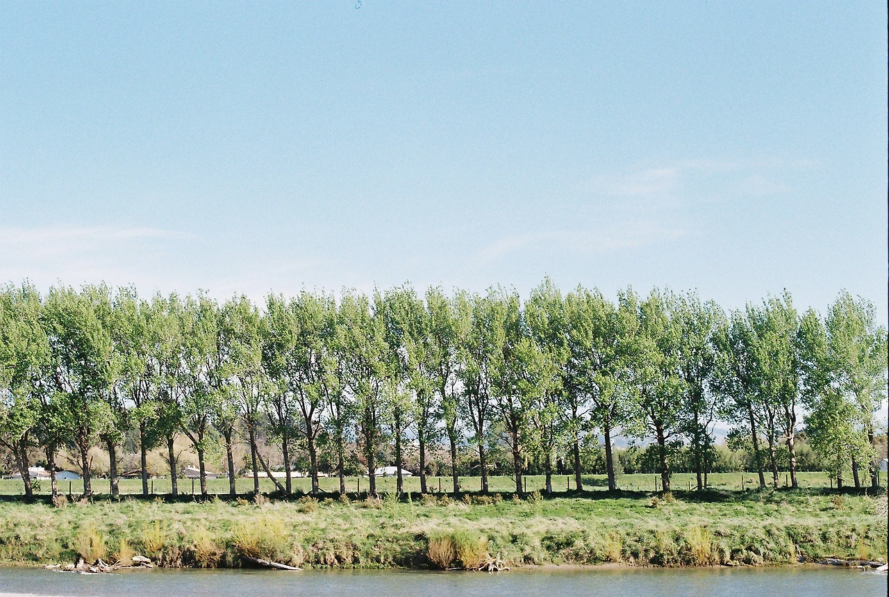 2021 파머스톤노스 나무들.JPG