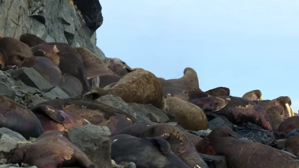 지구의 극지7.JPG