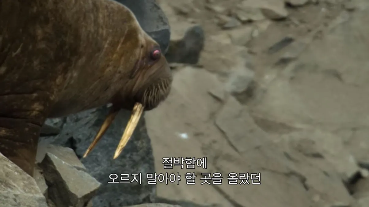 지구의 극지4.JPG