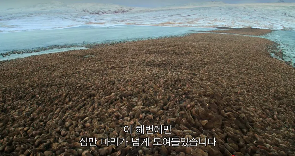 지구의 극지1.JPG