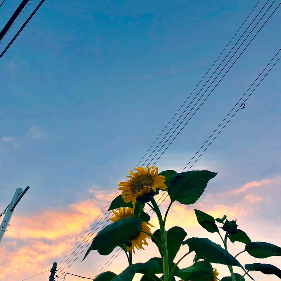 IMG_9085.JPG?type=w1