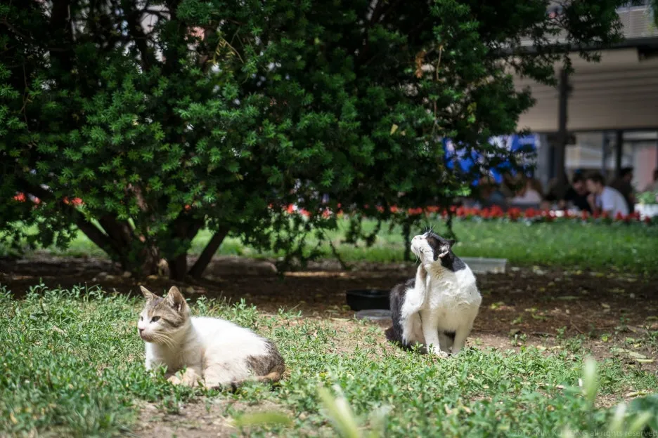 kky-0111.jpg?type=w1