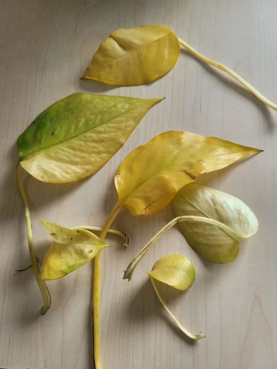 20240626%EF%BC%BF113923.jpg?type=w1