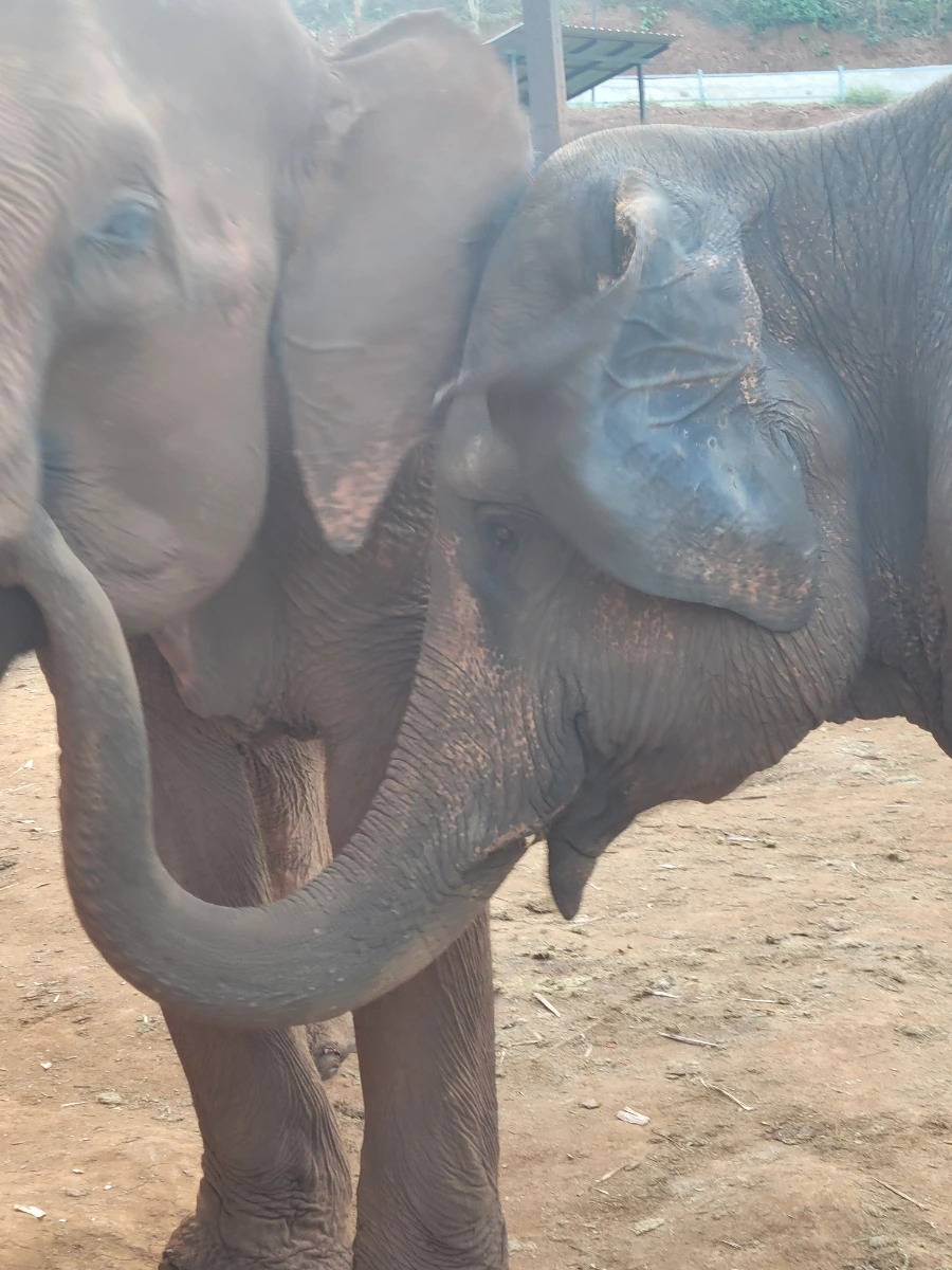 900%EF%BC%BF20250420%EF%BC%BF165637.jpg?type=w966