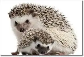 images_(16).jpg?type=w966