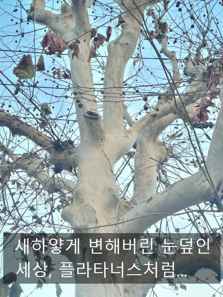 SE-4141dba7-dab7-11ef-af54-0f49e11198c5.jpg?type=w966