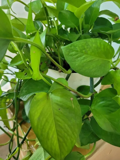 20240513%EF%BC%BF154227.jpg?type=w466