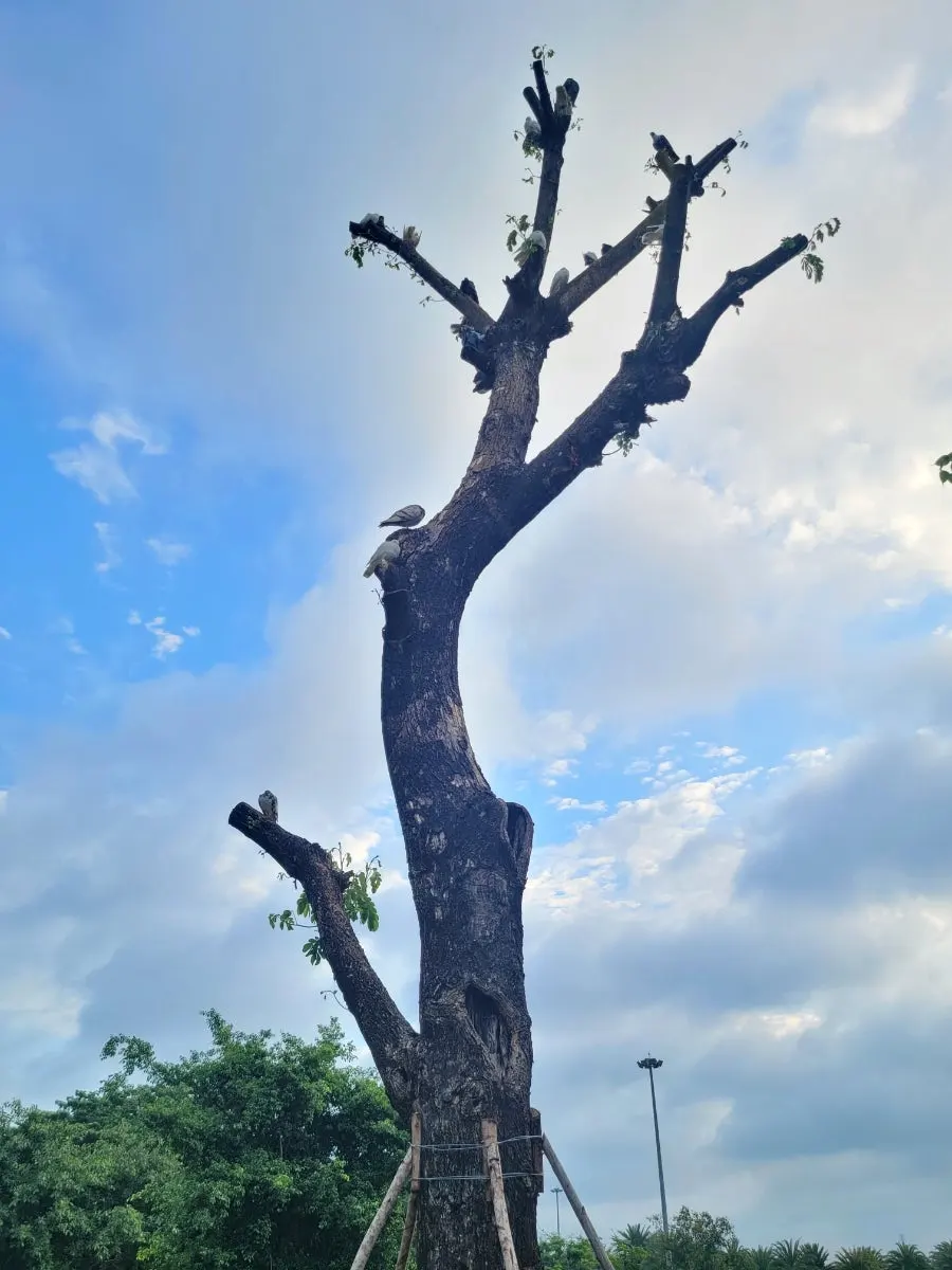 20240811%EF%BC%BF061954.jpg?type=w966