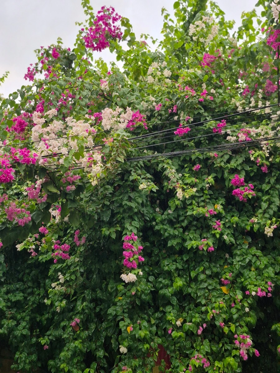 900%EF%BC%BF20250831%EF%BC%BF060121.jpg?type=w966