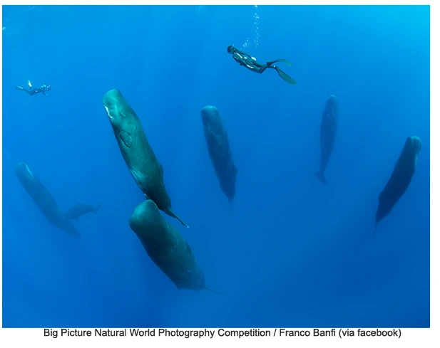 %EA%B3%A0%EB%9E%98%EC%9E%A0%EA%B0%80%EB%8A%94_%EC%82%AC%EC%A7%84.png?type=w966