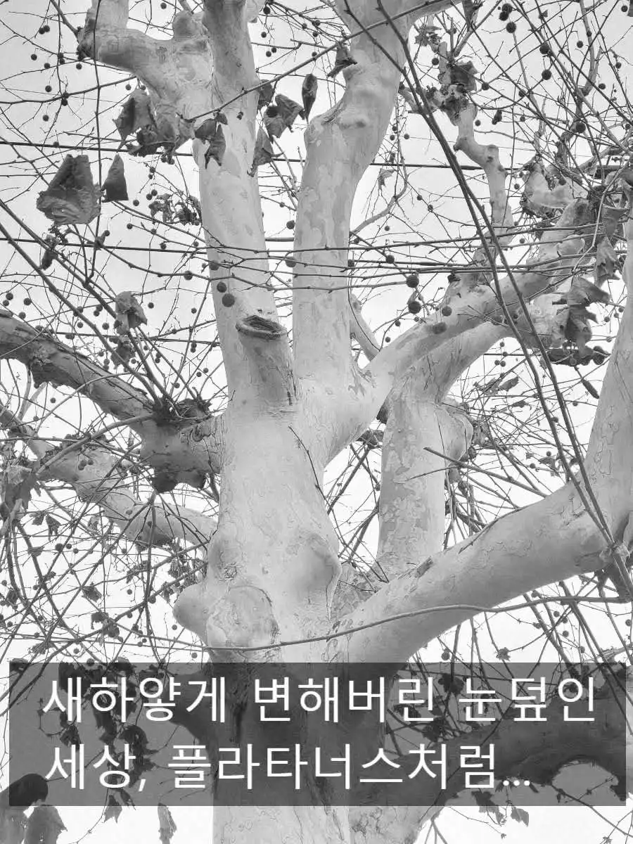 %ED%9D%91%EB%B0%B1%ED%94%8C%EB%9D%BC%ED%83%80%EB%84%88%EC%8A%A4%EB%82%98%EB%AC%B4.jpg?type=w966