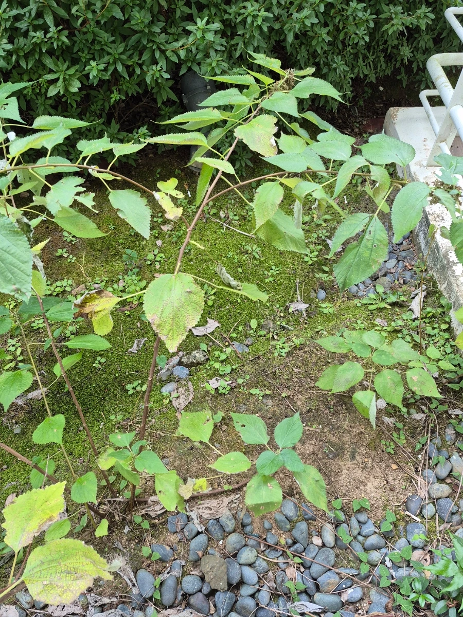 900%EF%BC%BF20251030%EF%BC%BF105948.jpg?type=w966