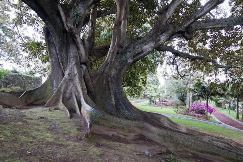 para-rubber-tree.jpeg?type=w966