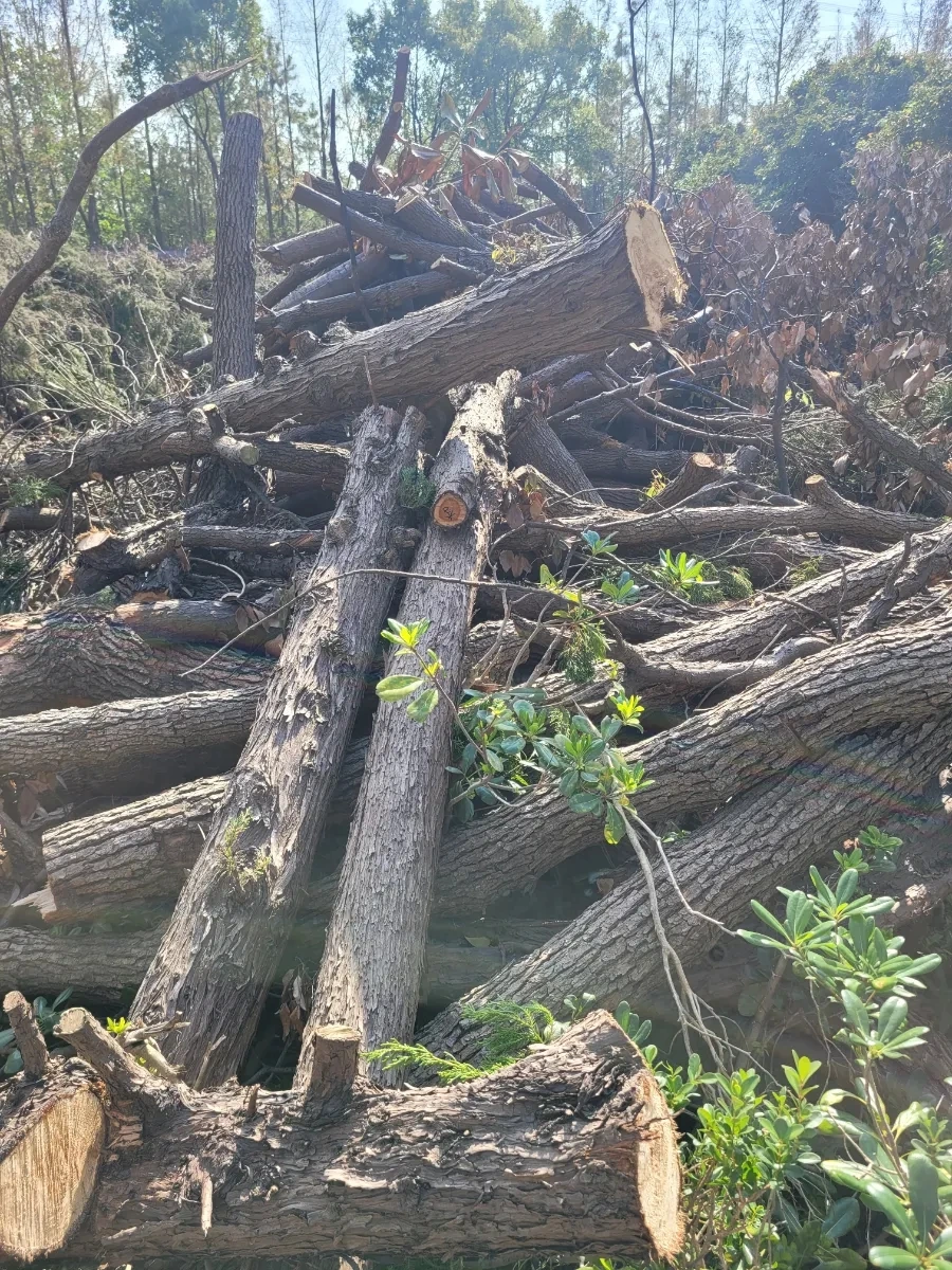 900%EF%BC%BF20241127%EF%BC%BF115417.jpg?type=w966