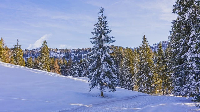 %EC%86%8C%EB%82%98%EB%AC%B4%EA%B2%A8%EC%9A%B8%EC%88%B2.jpg?type=w966