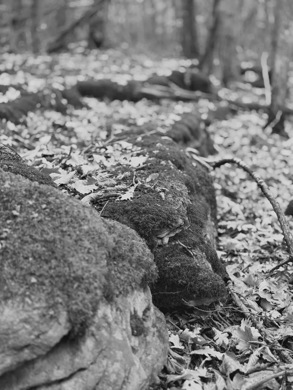 %EB%82%98%EB%AC%B4%EC%9D%B4%EB%81%BC2.jpg?type=w966