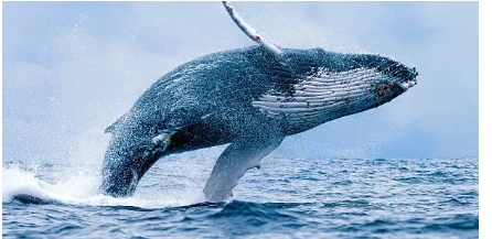 %EA%B3%A0%EB%9E%982.png?type=w966