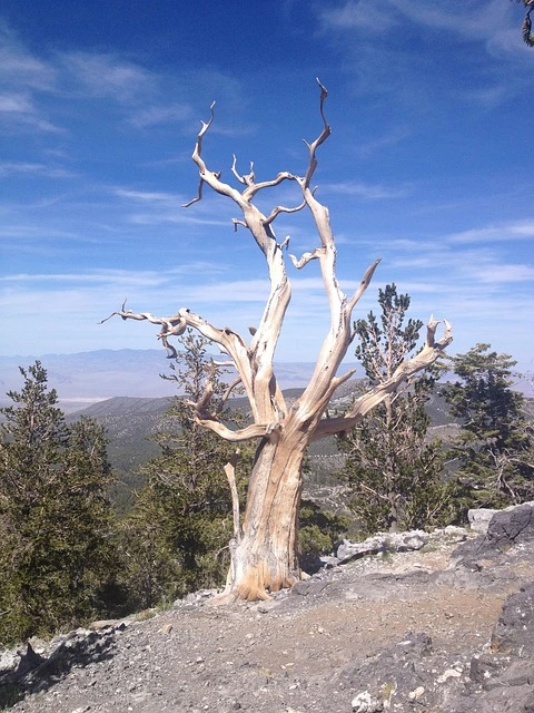 bristlecone-1229810_640.jpg?type=w966