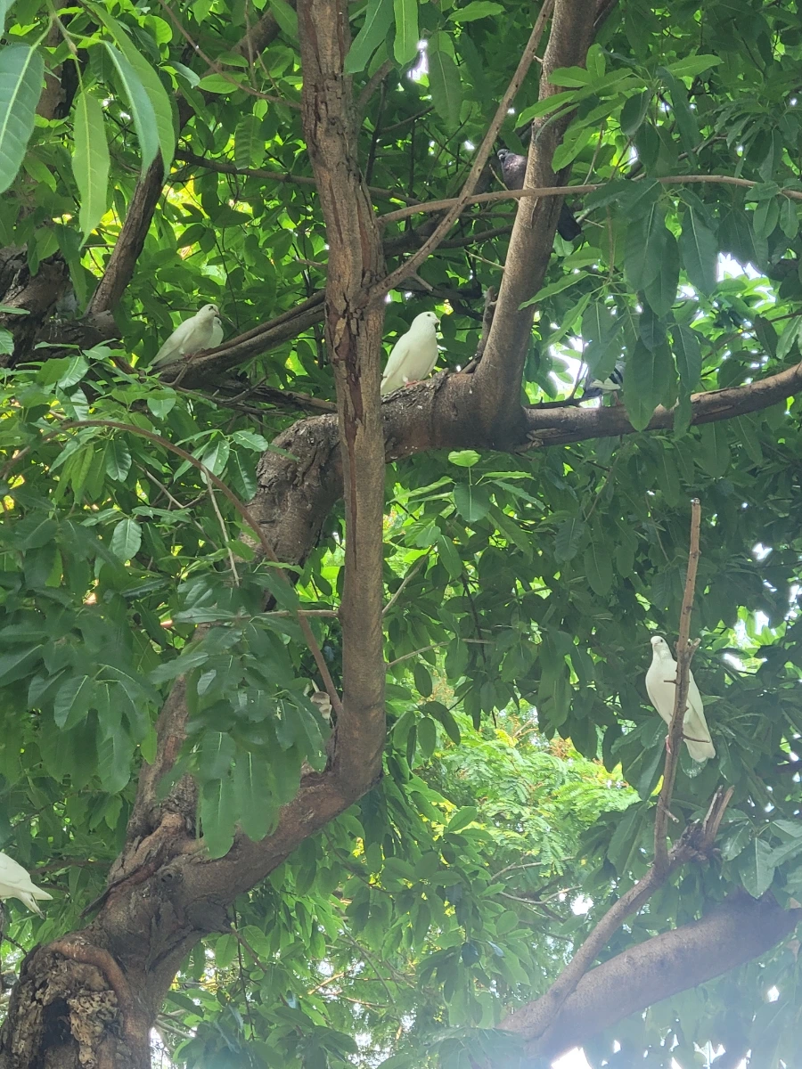 900%EF%BC%BF20250316%EF%BC%BF153754.jpg?type=w966