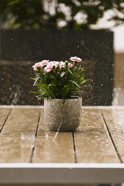 flowers-8049369_640.jpg?type=w966