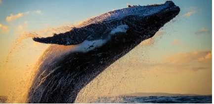 %EA%B3%A0%EB%9E%98.png?type=w966