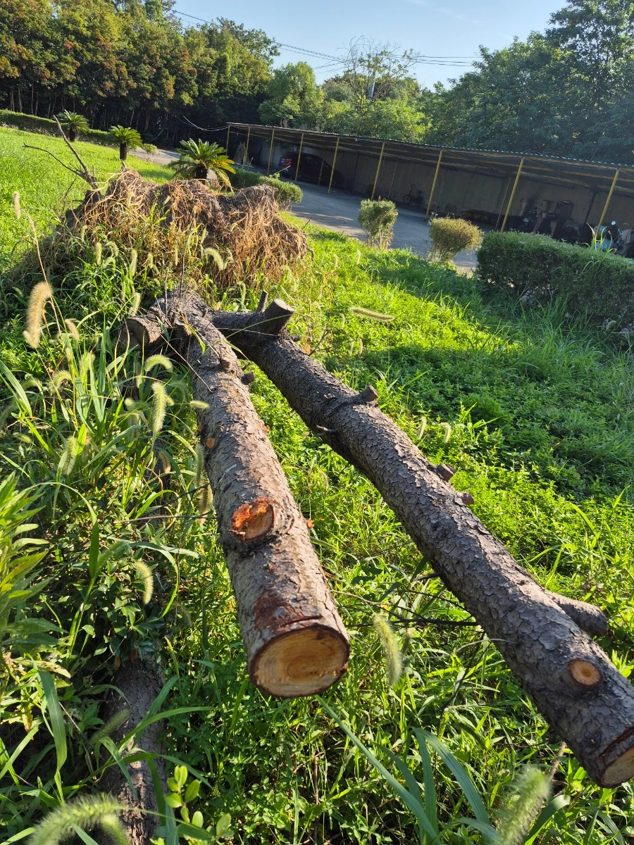 900%EF%BC%BF20250824%EF%BC%BF074037.jpg?type=w966