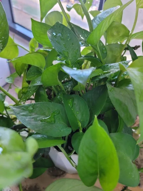 20240513%EF%BC%BF160620.jpg?type=w466