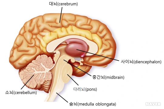 %EB%87%8C%EA%B7%B8%EB%A6%BC.png?type=w966