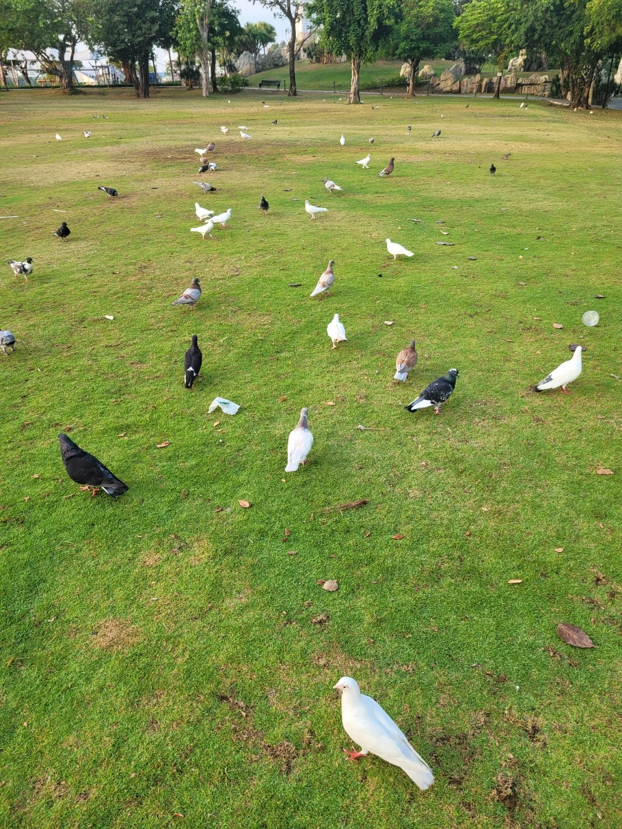 20240317%EF%BC%BF063110.jpg?type=w966